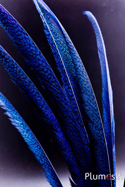 Faisan doré - 55-65 cm - bleu
